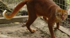 Cat kalimantian: animal rar de la insula borneo