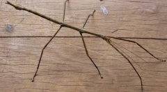 Kalimantanian paller chany