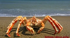 Kamchatsky crab