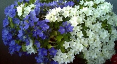 Campanie (mireasa si mirele)