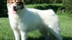 Canadian eskimo dog