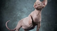 Canadian și don sphynxes: asemănări și diferențe