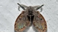 Midge de canalizare în baie și toaletă