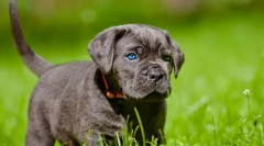 Kane corso puipies (foto): animale de companie și gardieni fiabile