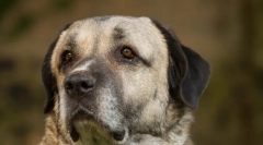 Kangal (foto): prietenul puternic și grațios al omului