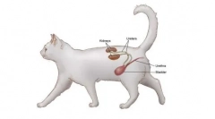 Cantare pentru pisici: instrucțiuni de utilizare