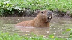 Capybara: rodent, al cărui pește numit