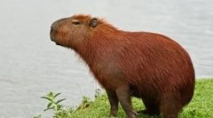 Capibara: caracteristicile de întreținere la domiciliu