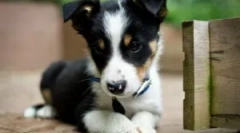 Picături bar pentru pui