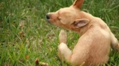 Picături și alte mijloace de la purici și căpușe pentru pui