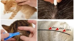 Picături pe greabăn de la viermi pentru pisici