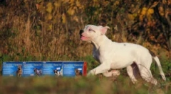 Practică practică: instrucțiuni de utilizare