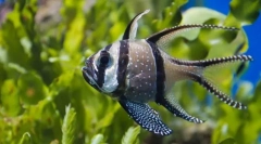 Cardinalul tyulevnye