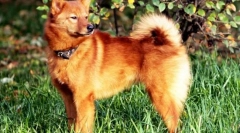 Karelian-finlandeză husky (foto): grațios și sfărâm hunter