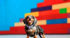 Dwarf dachshund (foto): piggy energy, curaj și devotament