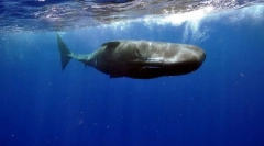 Cachelot (fotografie): un monstru uriaș din partea de jos a oceanului