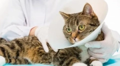 Castrarea și sterilizarea: îngrijire postoperatorie competentă pentru pisică sau pisică