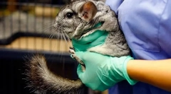 Castrarea și sterilizarea chinchilla