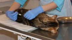 Pisici și pisici castionale