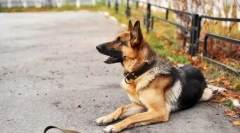 Câini castione: pluses și contra, ce spun veterinarii