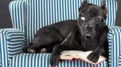 Cataracta la câine: cauze, simptome, tratament, prevenire