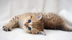 Cadoze pentru pisici: instrucțiuni de utilizare, contraindicații