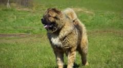 Câine ciobănesc caucazian
