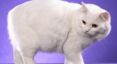 Kimric: descrierea rasei, caracteristicile conținutului și îngrijirea