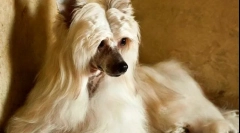 Chineză crested pooh (foto): mintea și frumusețea într-o singură sticlă