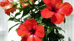 Rose chinezesc (hibiscus)