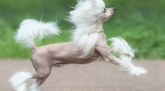 Rasele chineze de câini