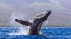 Balene - cele mai mari animale