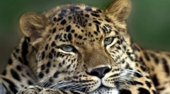 Clasificarea mamiferelor