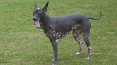 Clasificarea raselor de câine pe tipul lânii lor