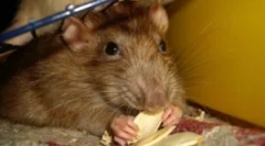 Capcane de lipire pentru capturarea șoarecilor