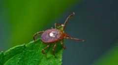Tick borrelioza: simptome și tratament