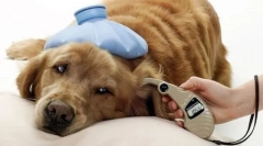 Clesi de câini: detectarea, tratamentul, prevenirea