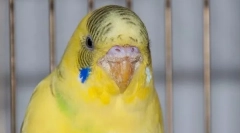 Clește la papagalul ondulat: simptome și tratament