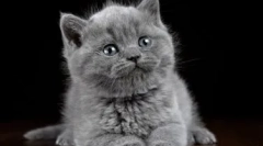 Pisoi gri pentru pisoi