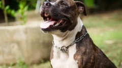 Porecle pitboule: alegeți un nume pentru un animal de companie