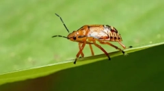 Paraziți de prădători și clapizeci