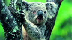 Koala: ursul de vară din australia (fotografie animală)