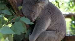 Koala: australian lazy bear (16 fotografii)