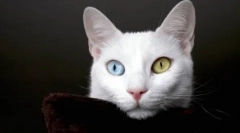 Când și de ce culoarea ochiului se schimbă