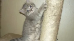 Când pisica ascuți ghearele