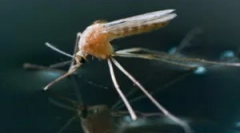 Când apar țânțarii și mor?