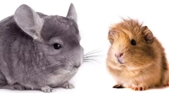 Cine este mai bine să înceapă - chinchilla sau cobai
