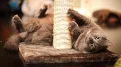 Pisicile pentru pisici cu propriile lor mâini: să ajutăm pisica și să salvăm mobilier