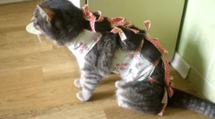 Numărul de urinare la pisici și pisici: normă și abateri