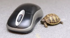 Colectarea celor mai bune fotografii ale animalelor amuzante pe săptămână